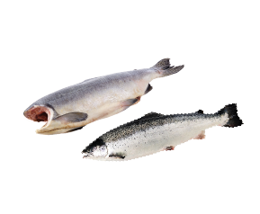 Fish supplier in Saudi Arabia