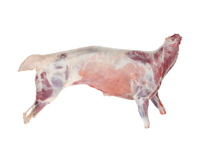 Lamb meat supplier in Jeddah Saudi Arabia